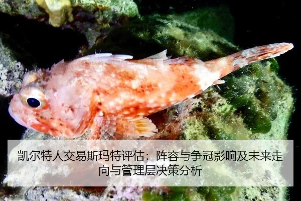 kai-er-te-ren-jiao-yi-si-ma-te-ping-gu-zhen-rong-yu-zheng-guan-ying-xiang-ji-wei-lai-zou-xiang-yu-guan-li-ceng-jue-ce-2-767.jpg